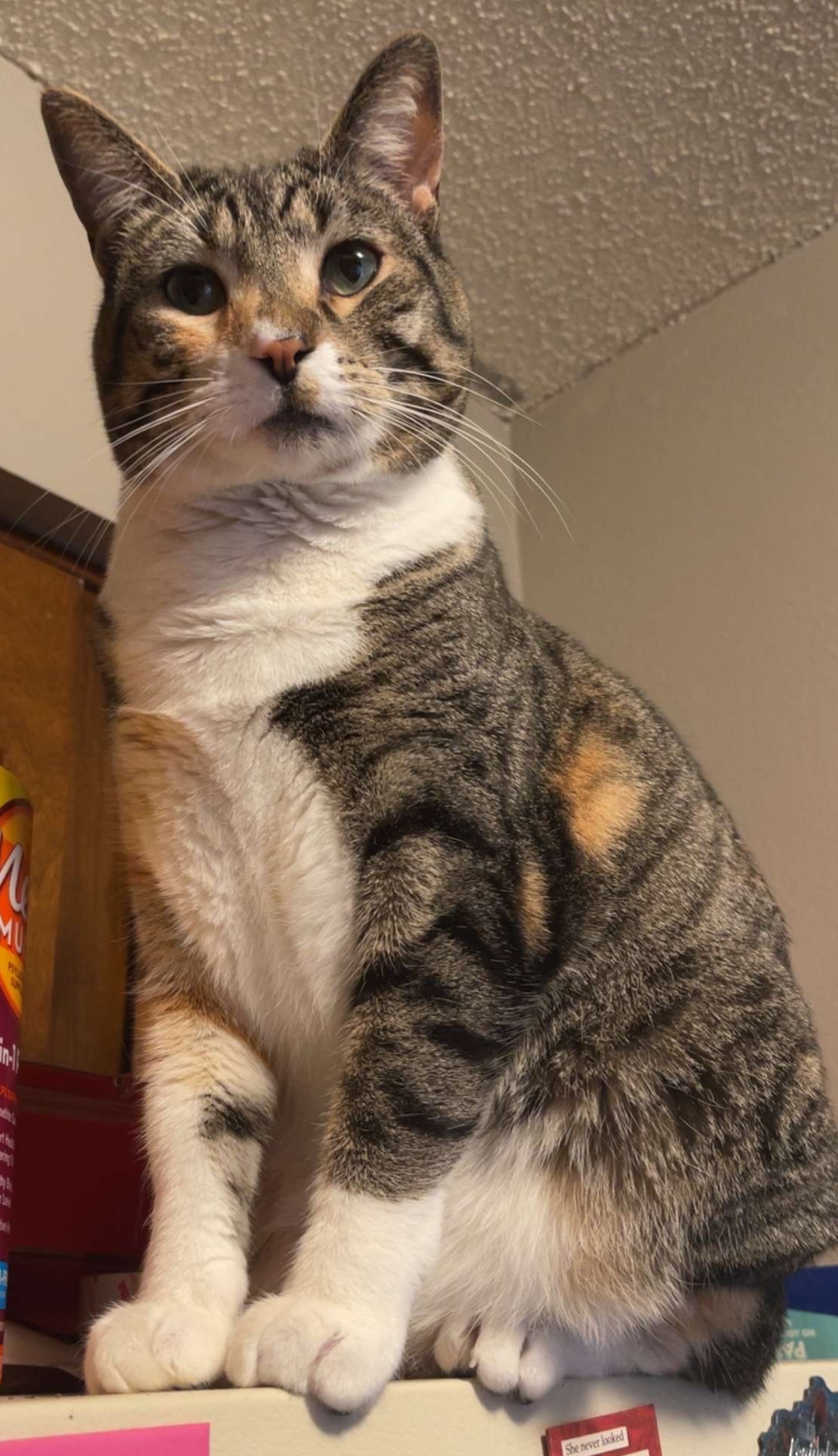 My cat (named 'Friday'), about an hour ago