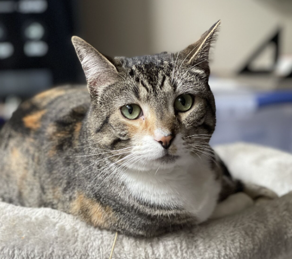 My cat (named 'Friday'), about an hour ago